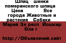 Шпиц - шенки померанского шпица › Цена ­ 20 000 - Все города Животные и растения » Собаки   . Марий Эл респ.,Йошкар-Ола г.